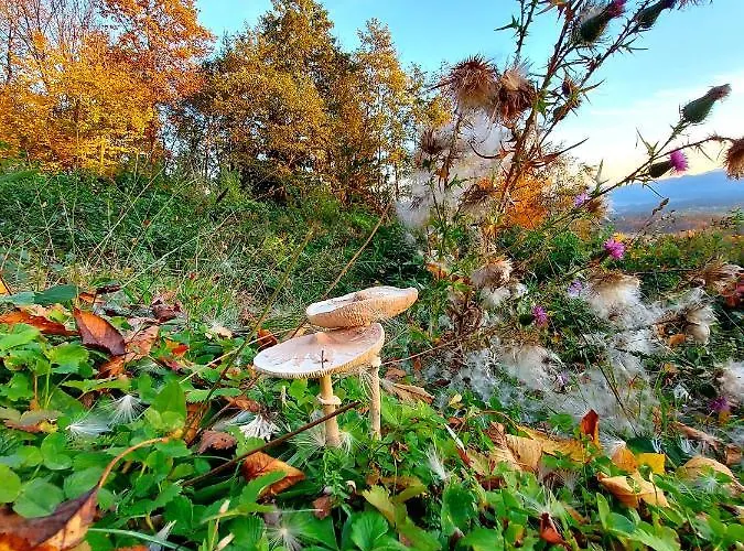 Vakantiehuis Alpinejka House